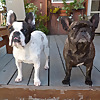 Two French Bulldogs