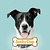 Lucky Dog