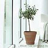 Guide to House Plants - Tips for Growing Plants Indoors