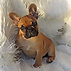 French Bulldogs LA - Blog