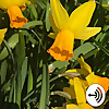 Heal & Thrive After Narcissistic Abuse Podcast