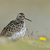 Tom Dyring Wildlife Photography.