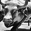 Follow live forex traders