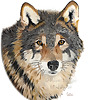 Cathleen Lengyel Wildlife Art