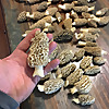 Hunting Morel Mushrooms