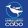 Whale Watch Cabo