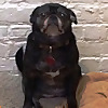 Pugs Love