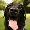Percy The Labrador