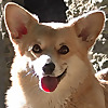 Bebop Corgi Channel