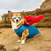 Super Corgi Jojo