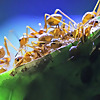 AntsCanada